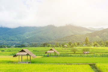 Obraz premium Cottage in the green terraced rice field with mountain backgroud scenery in the clear day.