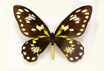 Queen Victoria's birdwing (Ornithoptera victoriae) isolated