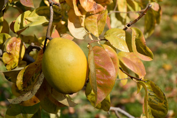Fruits of Chinese quince - Pseudocydonia sinensis. It is called “Karin” in Japan.
