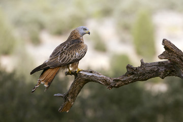 Red Kite. Milvus milvus