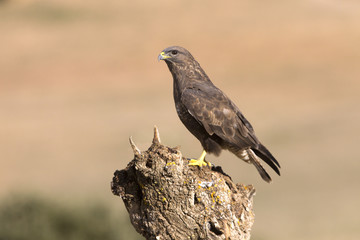 Common buzzard. Buteo buteo