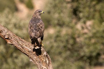 Common buzzard. Buteo buteo