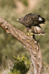 Common buzzard. Buteo buteo