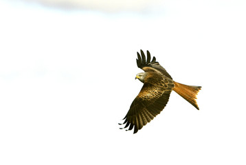 Obraz na płótnie Canvas Red kite. Milvus milvus