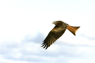 Red kite. Milvus milvus