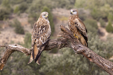 Red kite. Milvus milvus