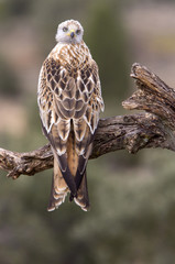 Red kite. Milvus milvus