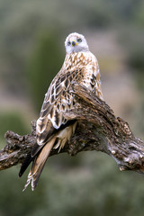 Red kite. Milvus milvus
