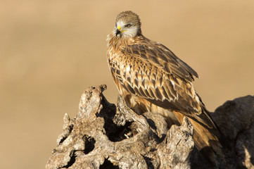Red kite. Milvus milvus