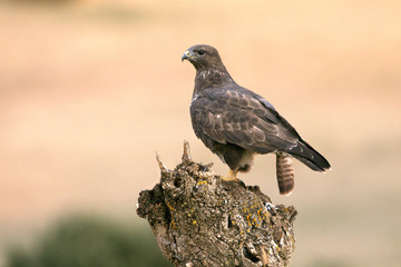 Common buzzard. Buteo buteo