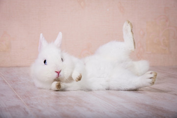 Funny white decorative rabbit playing on the floor