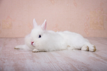 Little white decorative rabbit lying on the floor