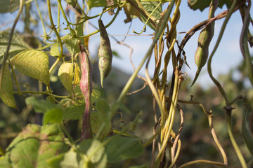 fresh organic violet kidney beans in garden closeup, to pick hanging from the vine