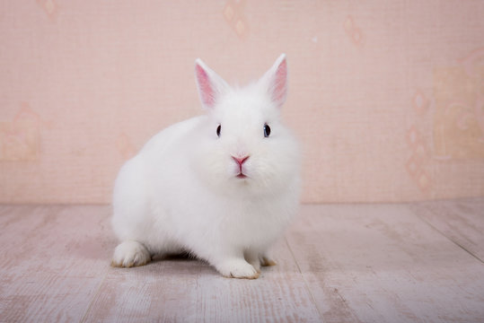 Little white decorative rabbit