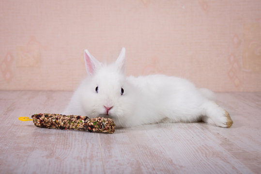 Little white decorative rabbit with a treat