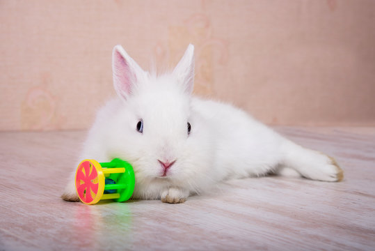 Little white decorative rabbit playing with a toy