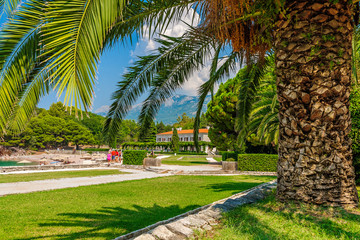 Obraz premium Palm tree at the Milocer Plaza in Montenegro