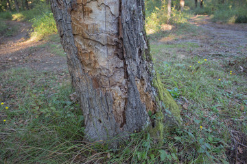 Obraz premium Huge dead hollow old tree trunk in the forest. Old rotten stump and trunk in the park