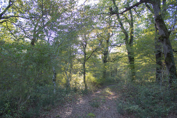 Trail in the forest in autumn with fallen leaves in the forest, autumn landscape