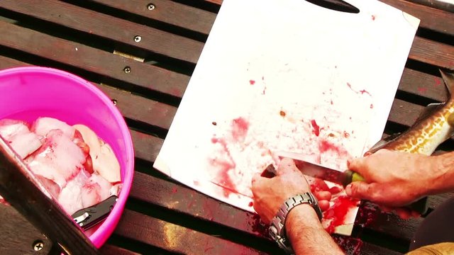 Man cuts codfish on a fishing boat and throws pieces of fish in the sea. Seagulls catch pieces of fish.
