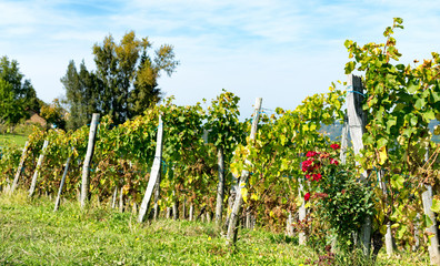 Fototapeta na wymiar vineyard of the Jurancon wine in the Pyrenees