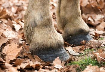 Close up of a horse's hooves