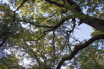 Upper Branches Of Tree. Sunlight Through Green Tree Crown - Low Angle View