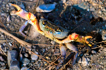 Crab in the water