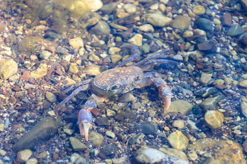 Crab in the water