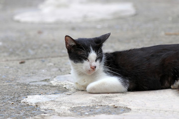 Black and white cat laying down and close eyes on the concrete ground. a small domesticated carnivorous mammal with soft fur, a short snout, and retractile claws. It is widely kept as a pet.