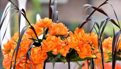Bouquet of orange tulips. Bouquet of flowers. Flowers in a pot.