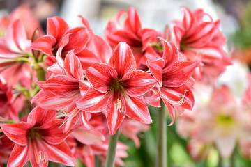 Beautiful red white hippeastrum, amaryllis flowers in the garden.A beautiful bouquet of flowers.Dutch flowers.Beautiful composition - obrazy, fototapety, plakaty