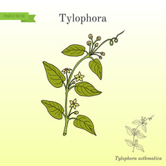 Tylophora asthmatica, medicinal plant