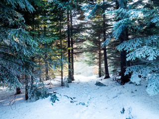 Światło słoneczne wśród drzew w zimowym górskim lesie