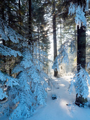 Fototapety  Światło słoneczne wśród drzew w zimowym górskim lesie