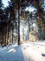 Fototapete bei efototapeten.de bestellen   