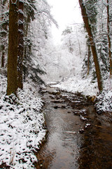 Pokryte sniegiem drzewa nad górskim potokiem