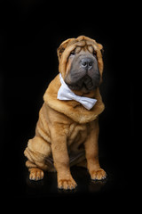 shar pei puppy with white bow tie