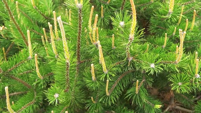 Close up of Pine or Fir tree branches moving on wind.