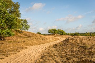 Fototapeta na wymiar Curved sand path through a Dutch national park with dunes