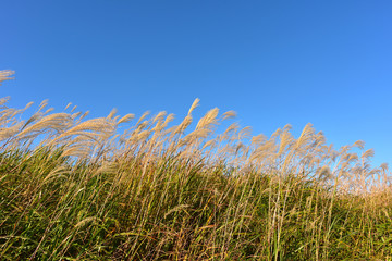 ススキと青空