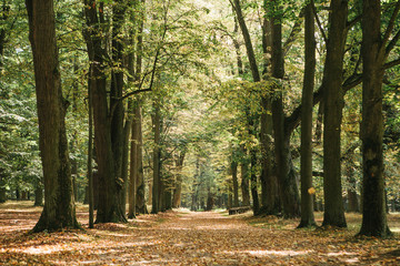 Beautiful alley with big beautiful trees