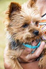 Chien. Terrier australien. 