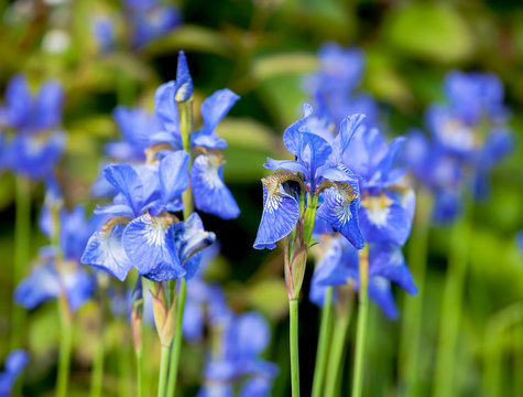 iris blueflag flowers