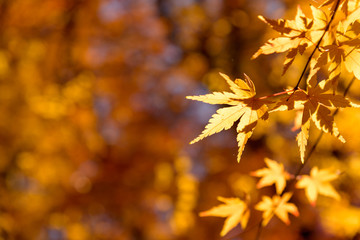 the beautiful autumn color of Japan yellow, green and red maple leaves with colorful blured bokeh background in autumn season, Japan