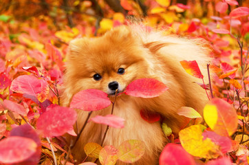 Fototapeta na wymiar Beautiful dog in bright autumn leaves, pomeranian