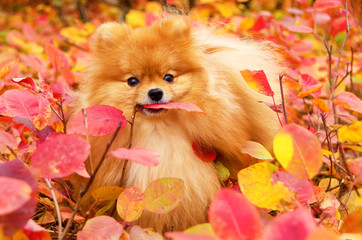 Beautiful dog in bright autumn leaves, pomeranian