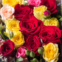 Rose buds, beautiful flowers, selective focus