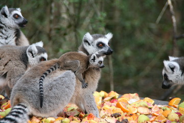 Kleine Lemurfamilie, Monkeyland, South Africa, Africa