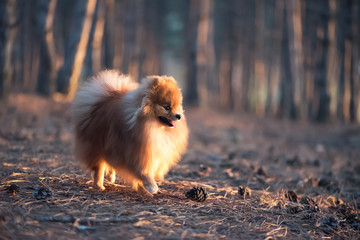 Dog in the pine forest at sunset, soft focus, toning
